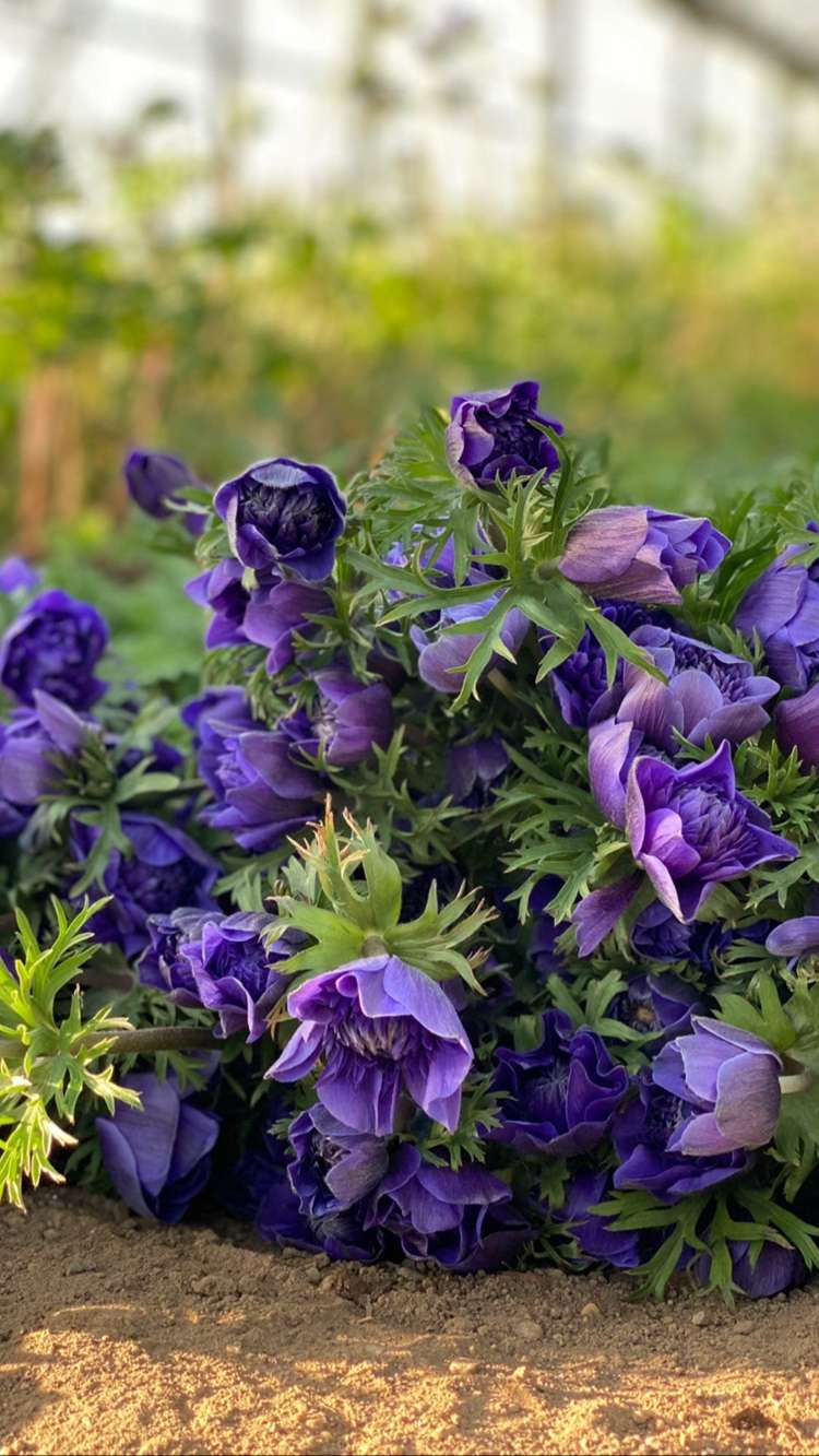 Anemone 'Fullstar Blue'